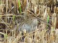 Snipe well camouflaged 