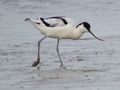 Another avocet.