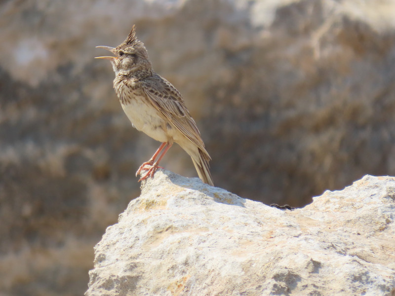 Crested Lark at Tombs