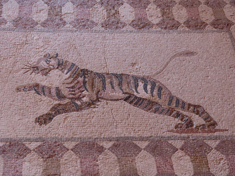Detail of tiger