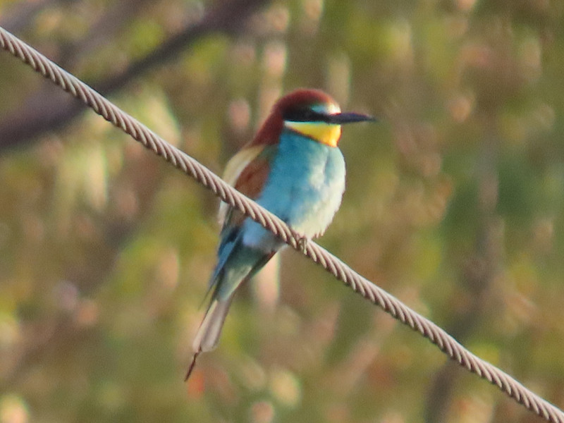 Out of focus bee eater but to show colours