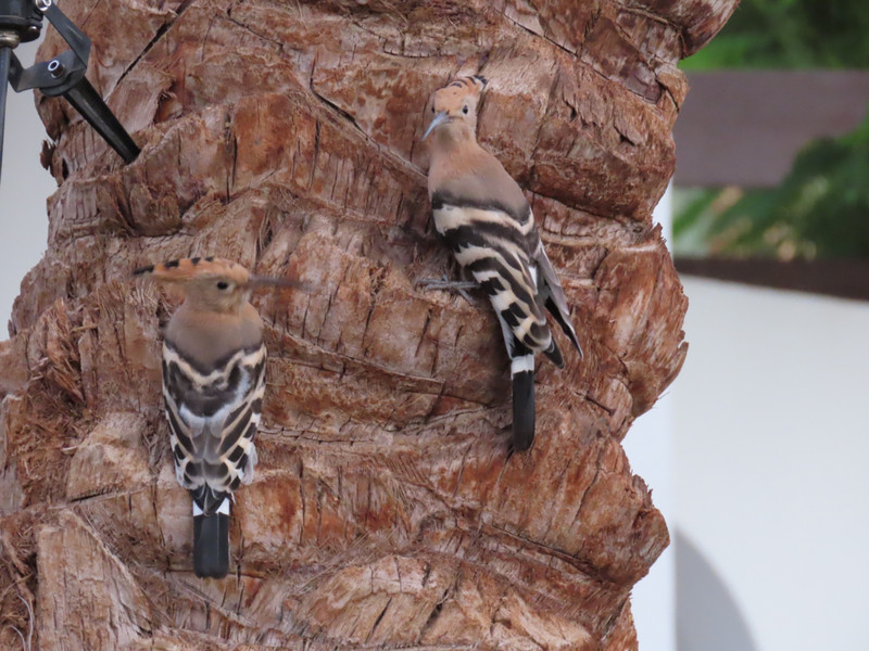 Two hoopoes settled for the night