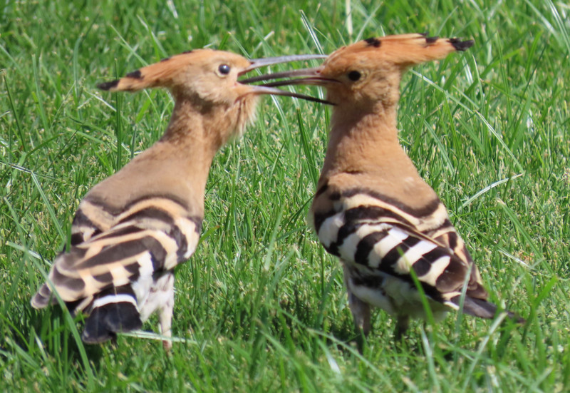 Adult hoopoe passing a tasty insect to young