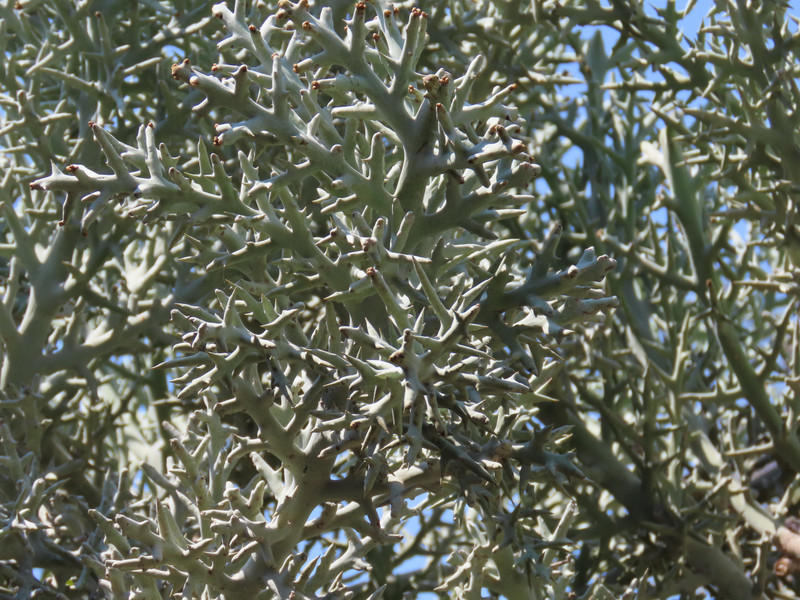 One type of spiny bush