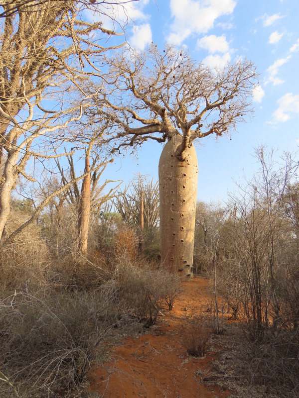 Baobabs everywhere