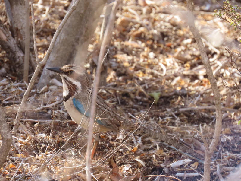 Rare & endangered ground roller