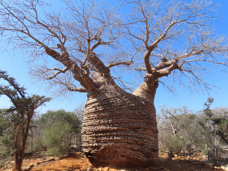 ‘Grandmother’ baobab, wrinkled!