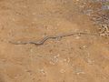 Sand snake