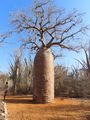 Can’t resist taking photographs of baobabs