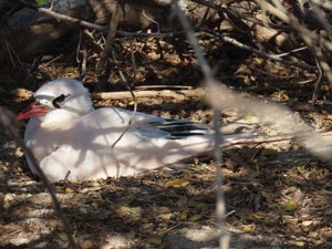 Red tailed tropic bird on nest