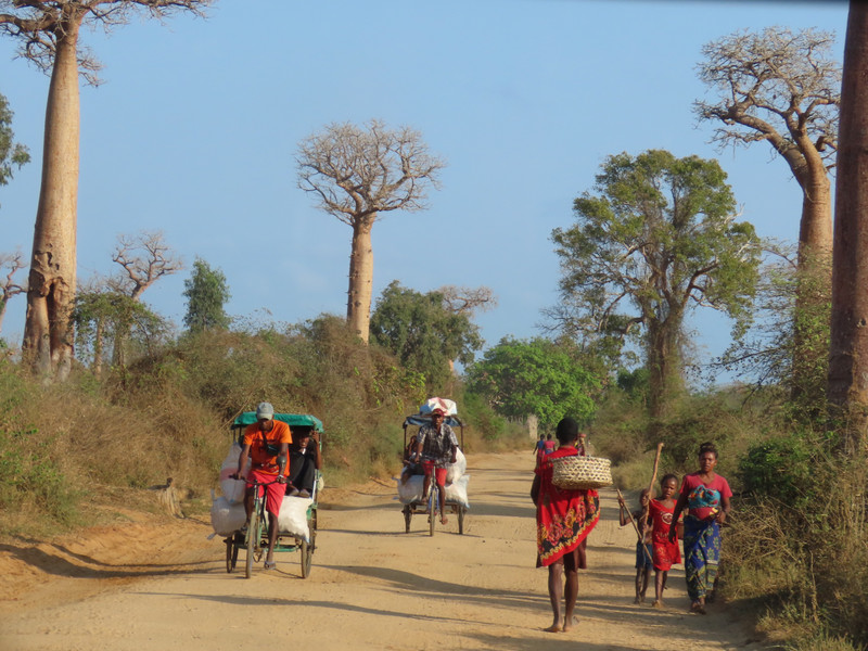 The road to the baobabs