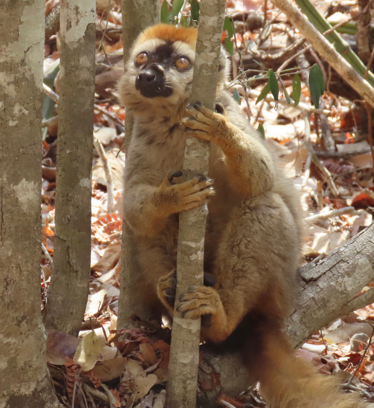 Male red-fronted brown lemur