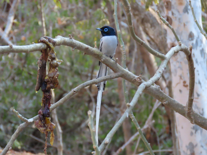 Paradise flycatcher, look at length of tail