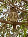 Broad browned owl