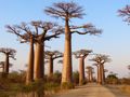 Preparing for sunset, Allee des Baobabs
