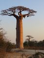 Majestic baobab