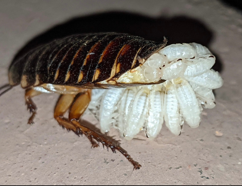 The hissing cockroach giving birth