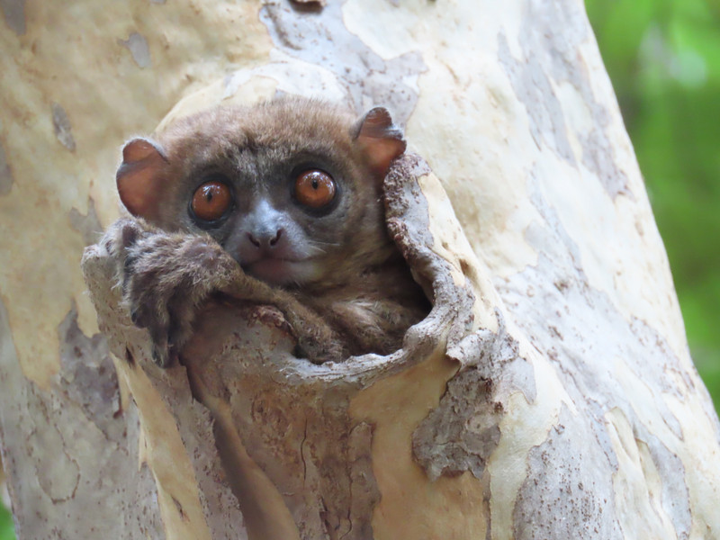 Red tailed sportive lemur