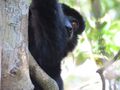 Perrier’s Sifaka - Very shy