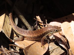 Leaf litter camouflage -gecko