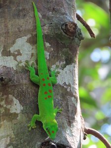 Beautiful green day gecko