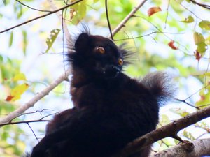 Black lemur very difficult to photograph with sun behind