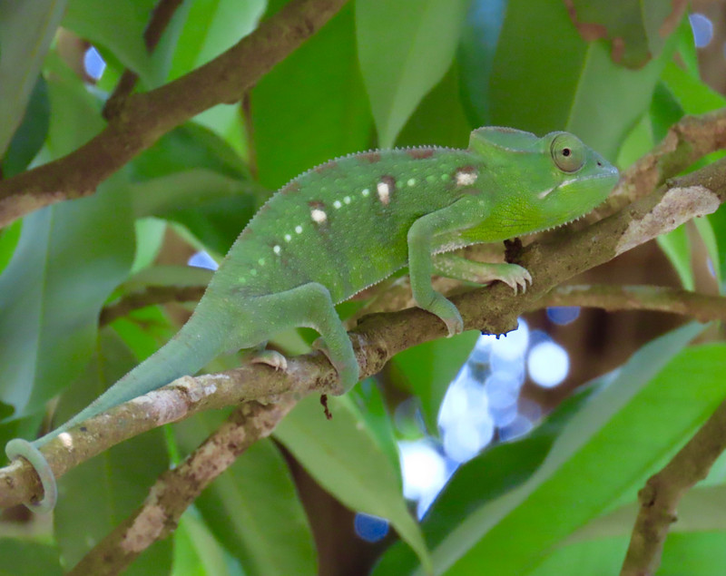 Love the colour of this chameleon