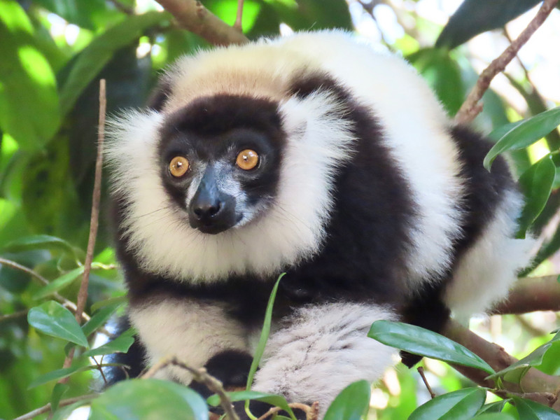 This ruffed lemur is so handsome