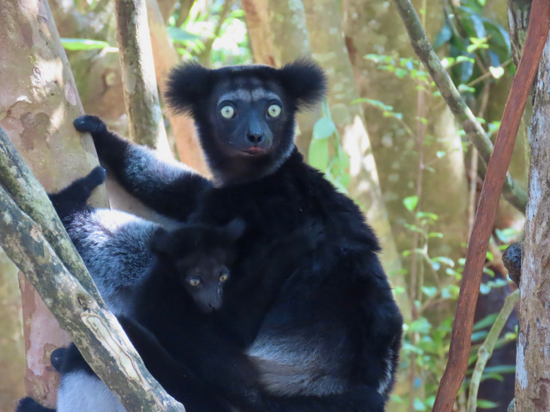The amazing Indri with baby