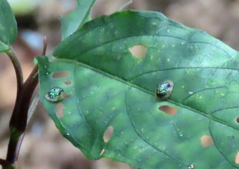 Jewel beetles I think these are called