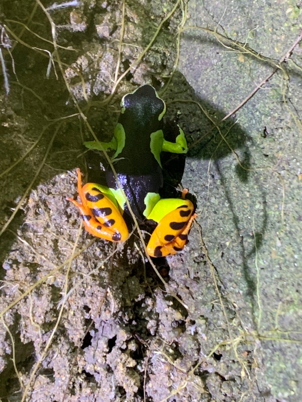 Colourful Mantella frog