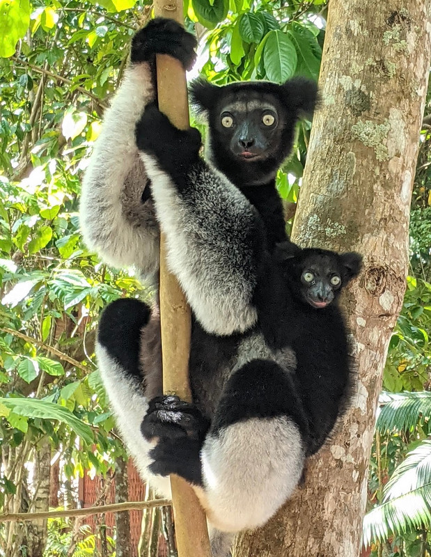 Another pair of Indri with different colouring