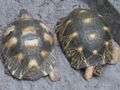 Radiated Tortoises used to be common