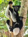 Another pair of Indri with different colouring