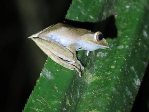 Frog at La Palmarium 