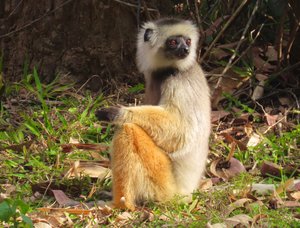 A less crazy looking Diademed  Sifaka