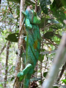 Chameleon, amazing colour. It changes with their mood