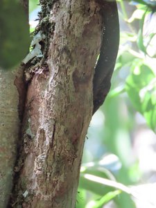 Another well disguised Uroplatus