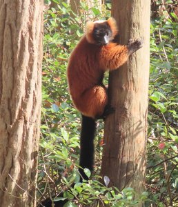 A Red ruffed lemur