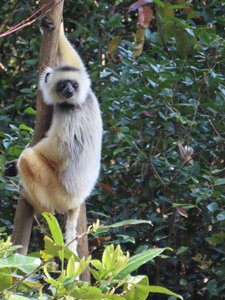 Another Diademed Sifaka