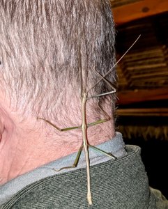 Mike had this (too?) friendly stick insect land on him