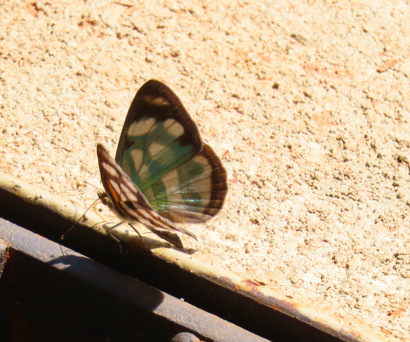 Same butterfly open with different colour showing