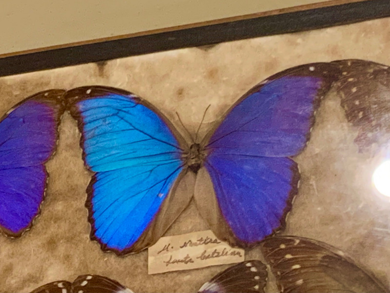 Same butterfly as above