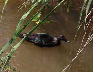 Duck near edge of falls, very brave