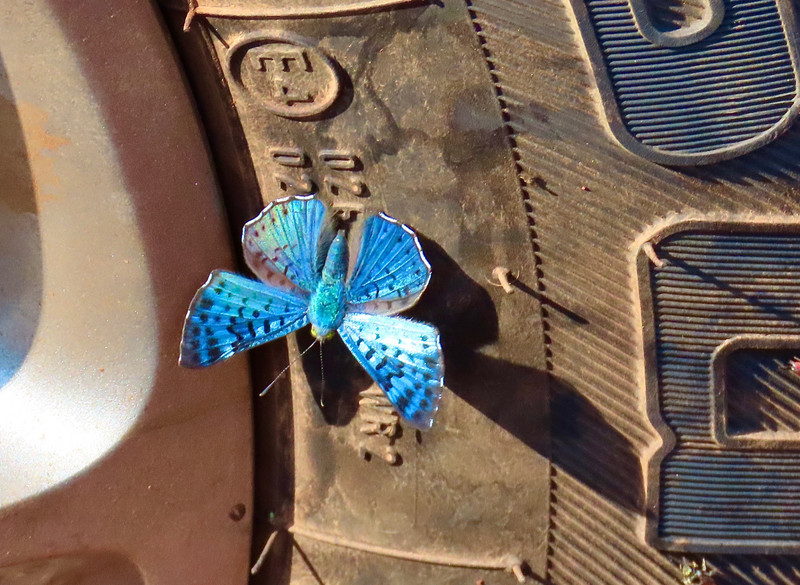 Beautiful blue butterfly