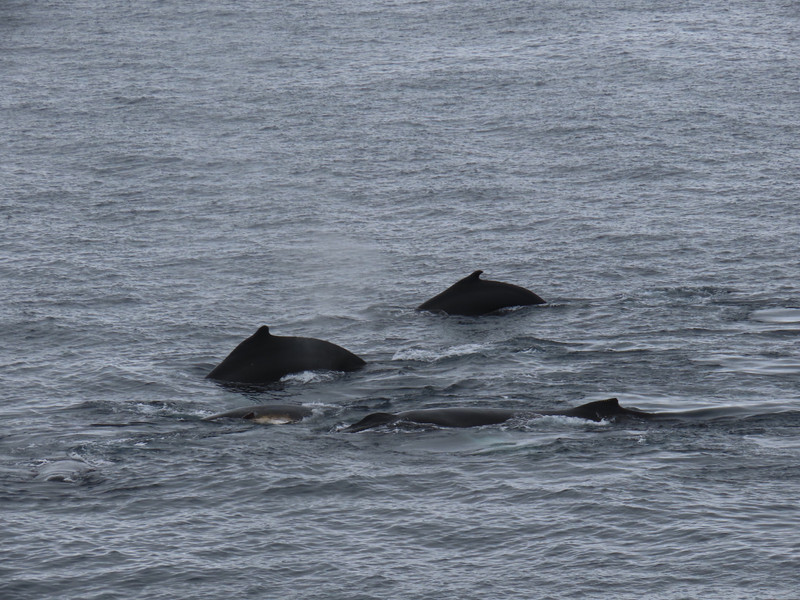 More humpback whales
