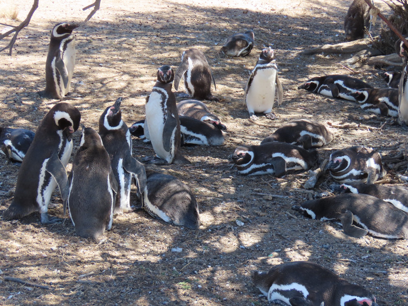 Magellanic penguins staying out of sun