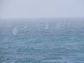 There were an estimated 150-200 minke whales in front of ship