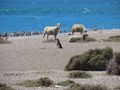 Magellanic penguins and sheep on shore of PeninsularValdez