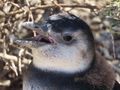 Young penguin chick calling for food